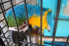 Fotografier papegøye i bur