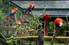 papegøyer i bur