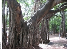 Foto parken puna