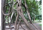 Foto parken puna