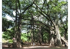 Foto parken puna