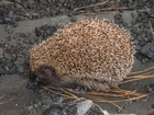 Foto pinnsvin