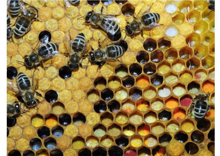 Foto pollen i bikuben