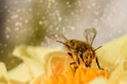 Fotografier pollen