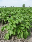 Foto potetplante