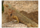 Foto reptil