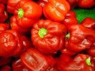 rød paprika