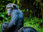 Fotografier sjimpanse