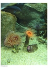 sjøanemone