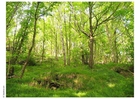 skog 2