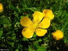 Foto smÃ¸rblomster 3