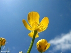 Foto smÃ¸rblomster 4