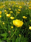 Foto smÃ¸rblomster 5