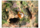 Foto snegle