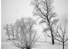 Fotografier snø-vinterlandskap