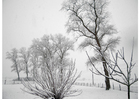 snø-vinterlandskap