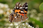 Fotografier sommerfugl - Australian painted lady