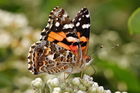 Foto sommerfugl - australian painted lady