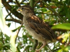 Foto spurv