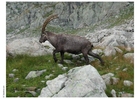 Foto steinbukk