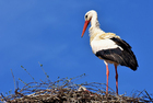 Fotografier stork