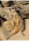 surikatt
