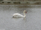 Foto svane 1