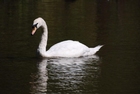 svane