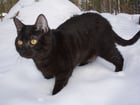 Fotografier svart katt