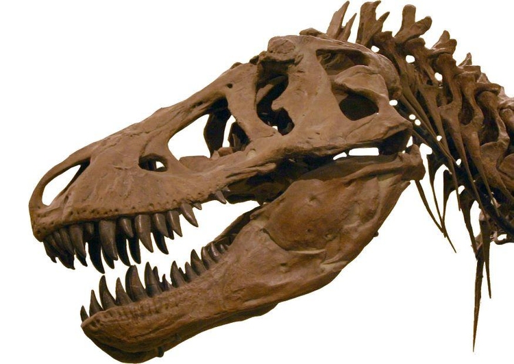 Foto T-rex - Gratis Bilder - bilde 7212
