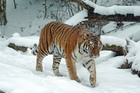 Fotografier tiger i snø