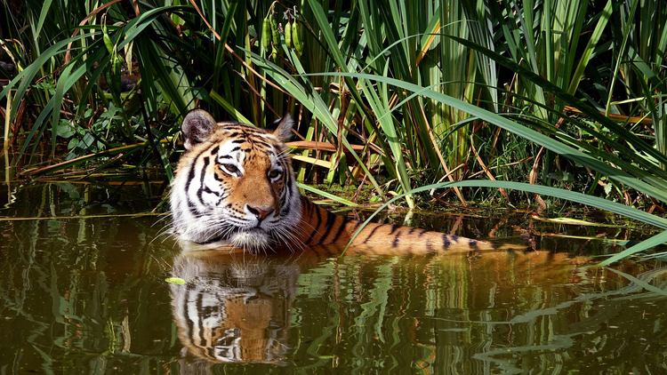Foto tiger i vann