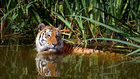 tiger i vann