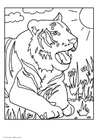 Fargeleggingsbilde tiger
