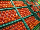 Foto tomater