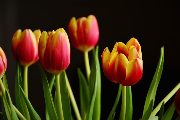 Foto tulipan