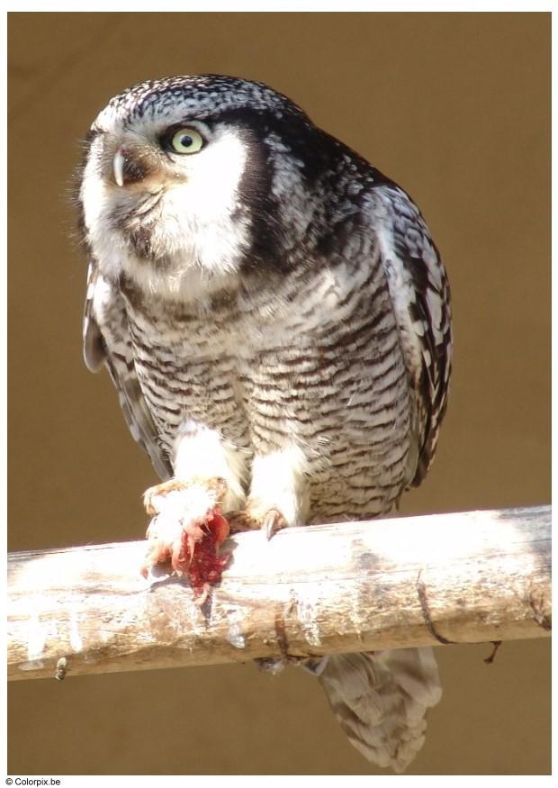 ugle eule civetta uil coruja uggla bilde scarica infobilder schulbilder ladda