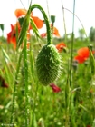 Foto valmueknopp 2