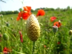 Foto valmueknopp