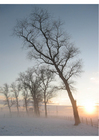 Fotografier vinterlandskap