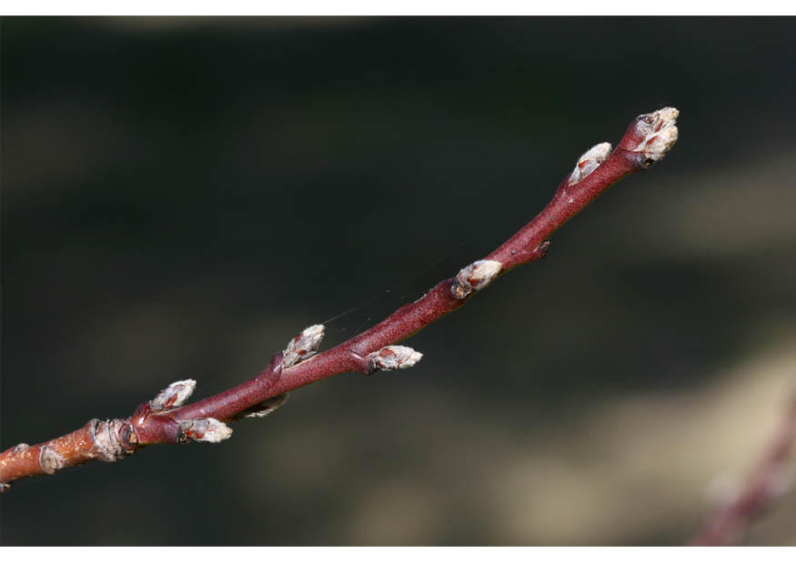 1. nektarinens knopper - tidlig vinter Foto 1. nektarinens knopper - tidlig vinter