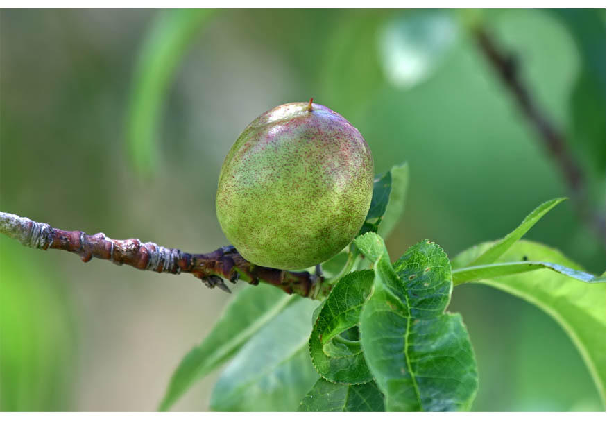 5. nektarin - moden frukt - sommer Foto 5. nektarin - moden frukt - sommer