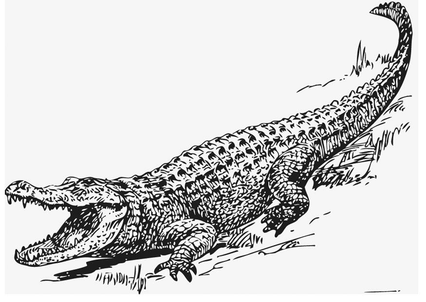 alligator Fargeleggingsbilde alligator