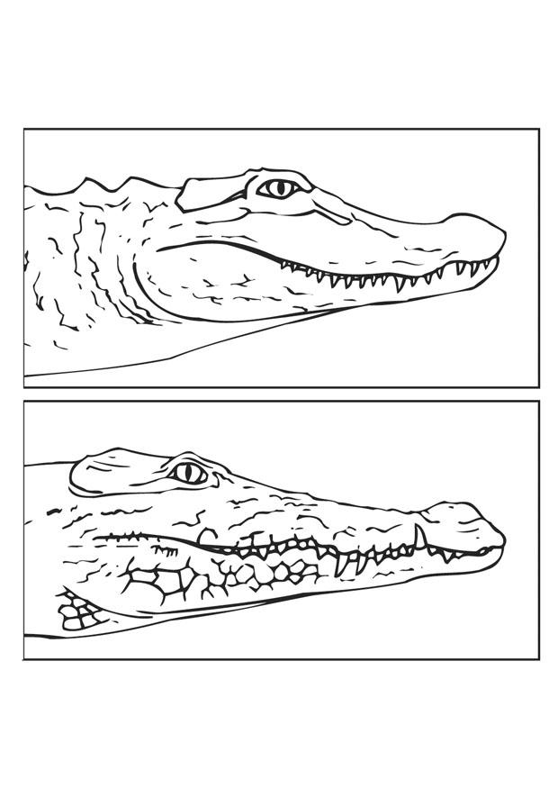 Fargeleggingsbilde alligator og krokodille