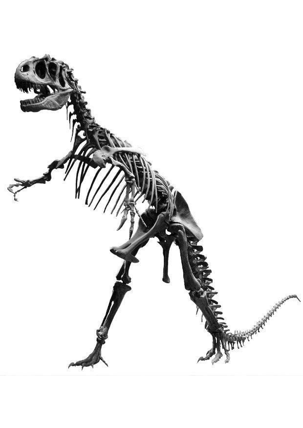 Foto allosaurus skjelett