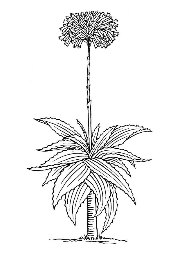 Fargeleggingsbilde aloe vera
