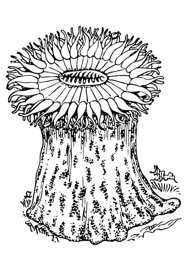 anemone Fargeleggingsbilde anemone