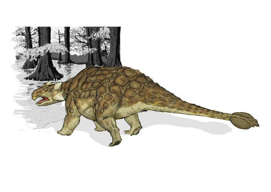 ankylosaurus bilde ankylosaurus