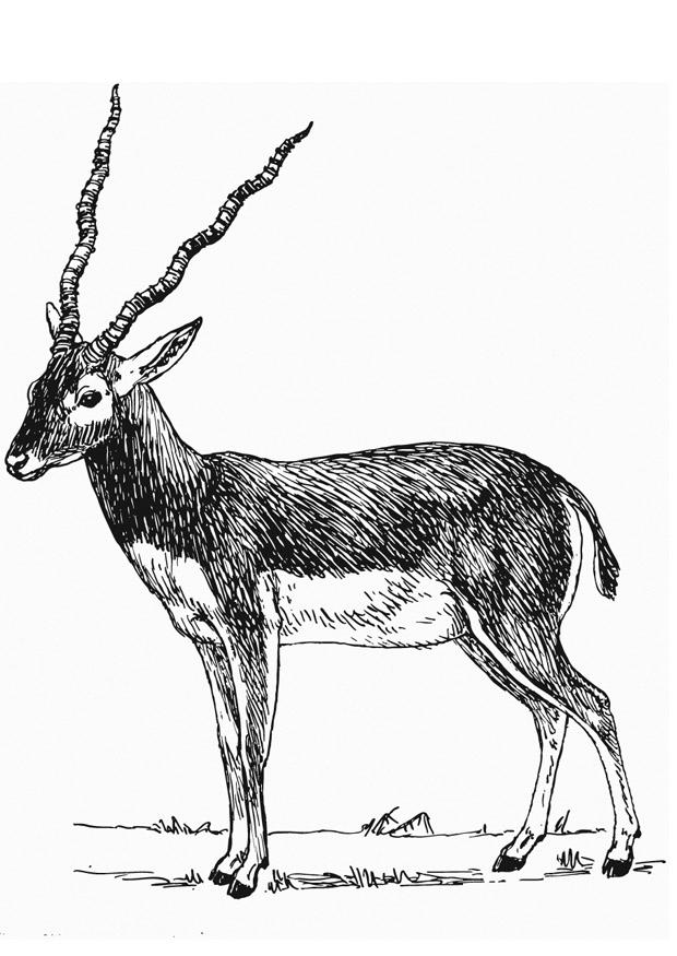 antilope Fargeleggingsbilde antilope