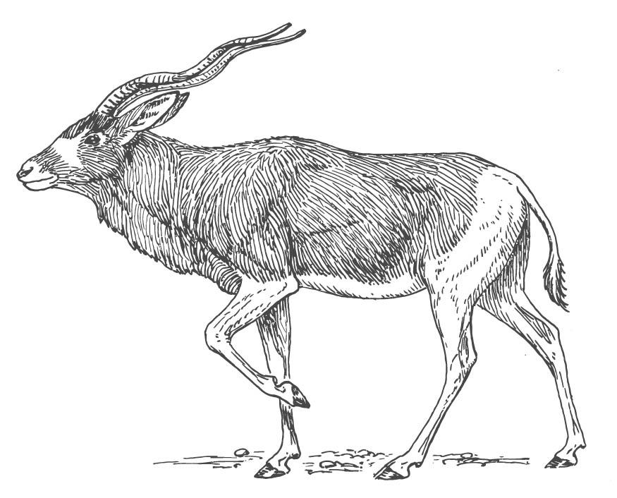 Fargeleggingsbilde antilope